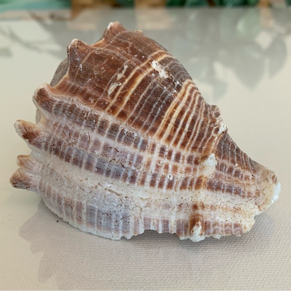 Striped Florida King Crown Conch Shell Melongena Corona Brown White Seashells 4" - Picture 5 of 12